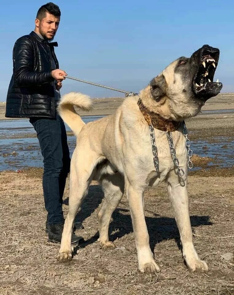 Порода собак кангал фото цена Pin on cão gigante Kangal dog, Huge dogs, Dog breeds