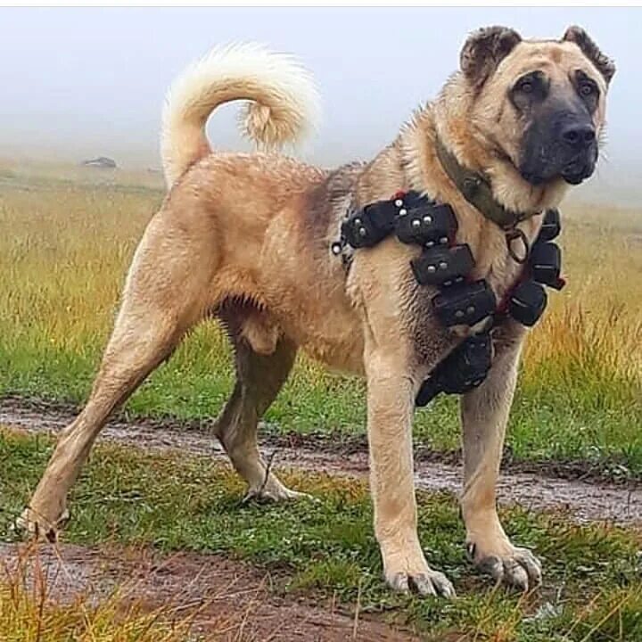 Порода собак кангал фото цена @anadolu_kangal04 on Instagram: "Hangi isim yakışır bu aslana . @anadolu_kangal0