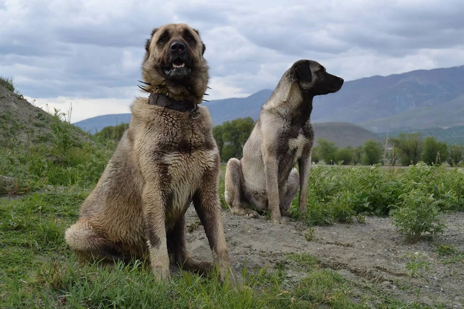 Порода собак кангал фото цена kangal köpeği sivas Kangal dog, Big dog breeds, Anatolian shepherd dog