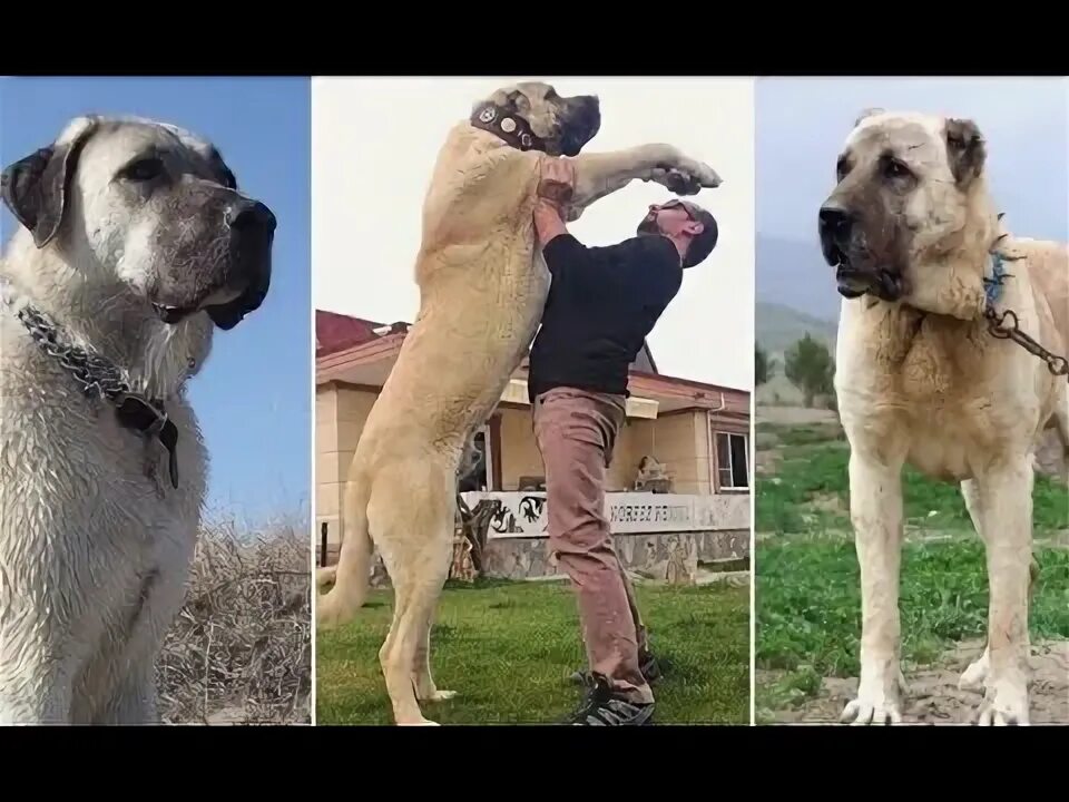 Порода собак кангал фото цена Kangal: The History and Origins of the Turkish Dog - YouTube