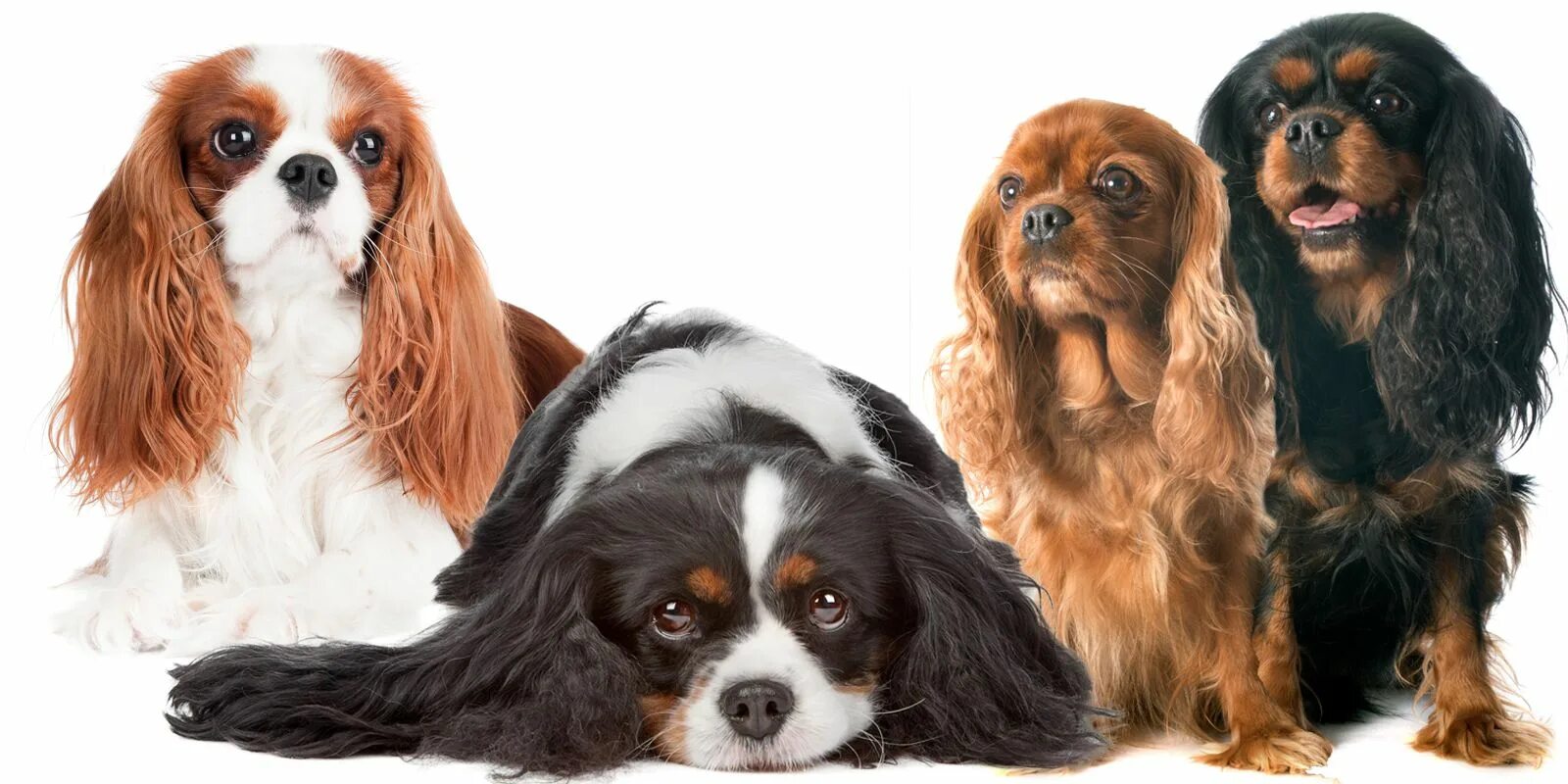 Порода собак кавалер кинг чарльз спаниель фото Cavalier King Charles Spaniel Nose Butter King charles spaniel, Cavalier king ch