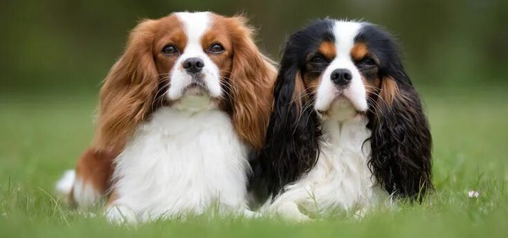 Порода собак кавалер кинг чарльз спаниель фото Cavalier King Charles Spaniel Image_640x300.ashx (2093 × 981) Spaniel puppies fo