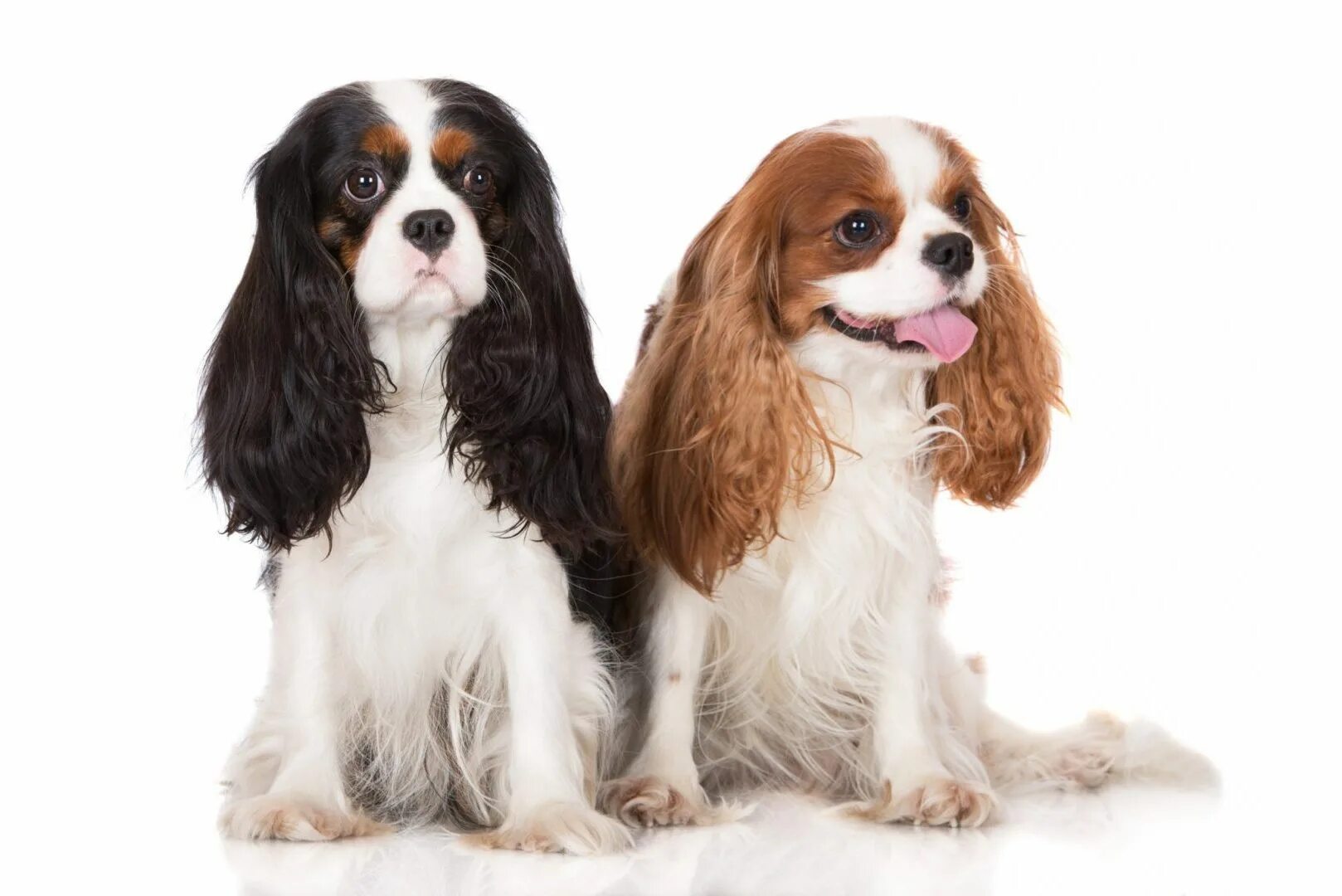 Порода собак кавалер кинг чарльз спаниель фото National Cavalier King Charles Spaniel Day! - Burlington