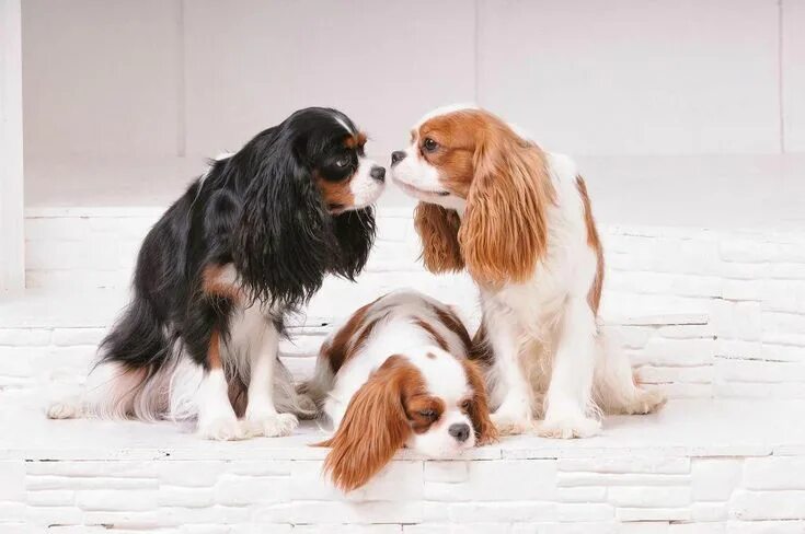 Порода собак кавалер спаниель фото Click to read more about - Cavalier King Charles Spaniel The Most Popular Breed 