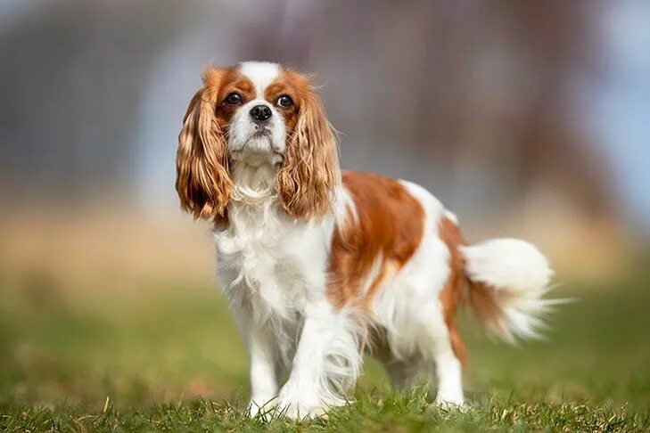 Порода собак кавалер спаниель фото Cavalier King Charles Spaniel Dog Breed Information Spaniel breeds, Dog breed se