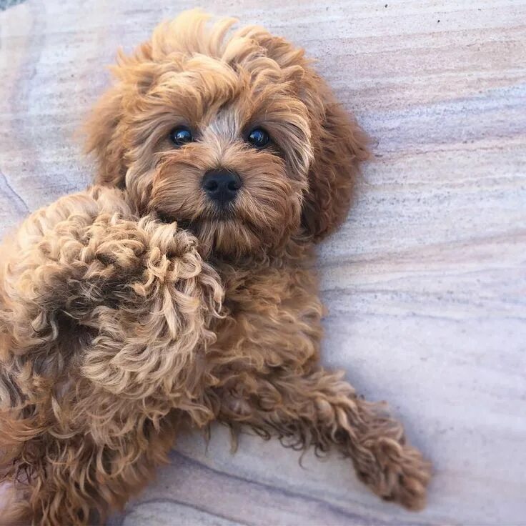 Порода собак кавапу фото Cavapoo Puppies Full Grown * Cavapoo Puppies For Sale * Cavapoo Puppies Red * Ca