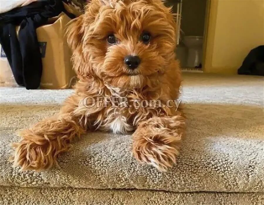 Порода собак кавапу фото Adorable bichonfrise puppy for sale (#655107RU) Кипр Собаки - для продажи offer.