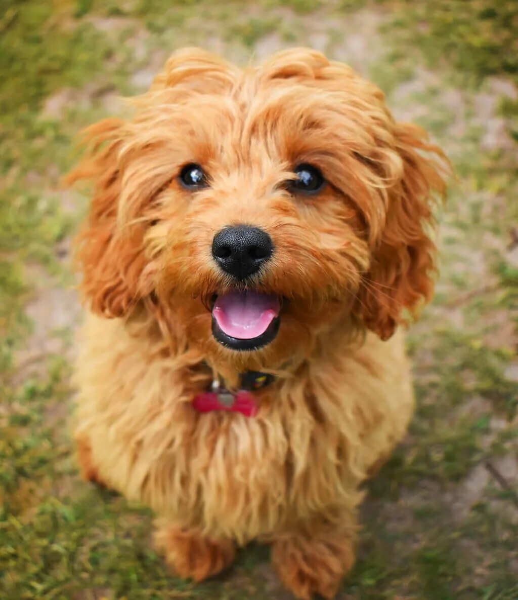 Порода собак кавапу фото Cavapoo Dog Breed Facts and Detailed Information in 2022 Cavapoo dogs, Cavapoo p