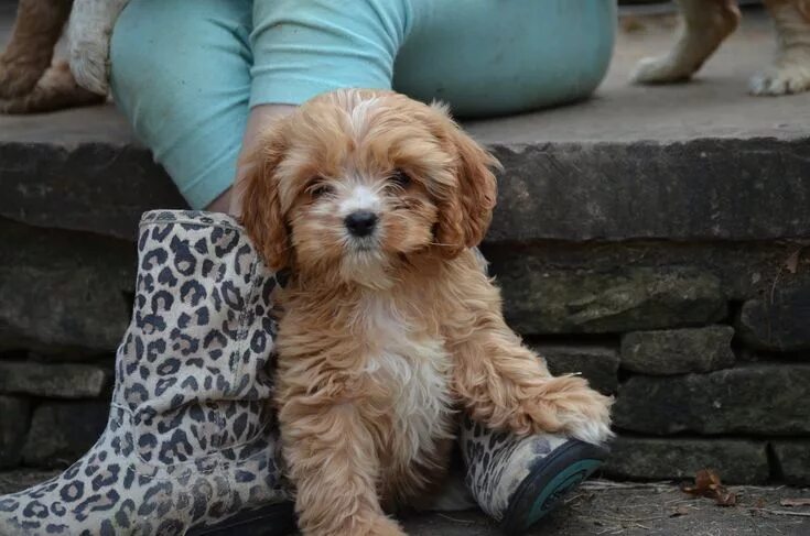 Порода собак кавапу фото red-Cavapoo-puppy (1).JPG Cavapoo puppies, Cavapoo breeders, Cavapoo