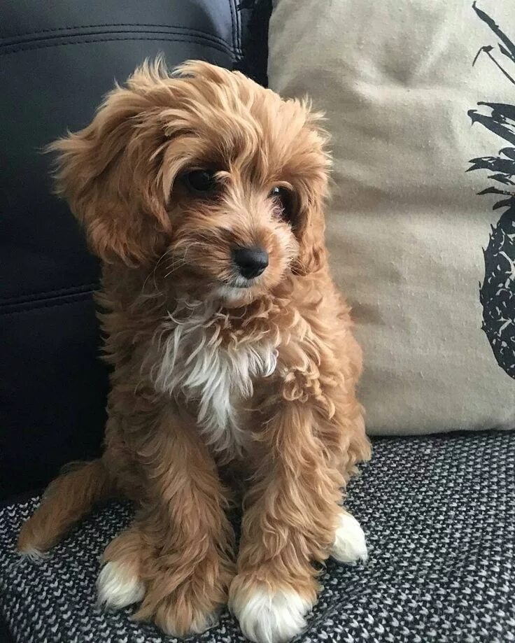 Порода собак кавапу фото Everything You Need to Know About a Cavapoo #cavapoo #cavapoopuppies #cutepuppie