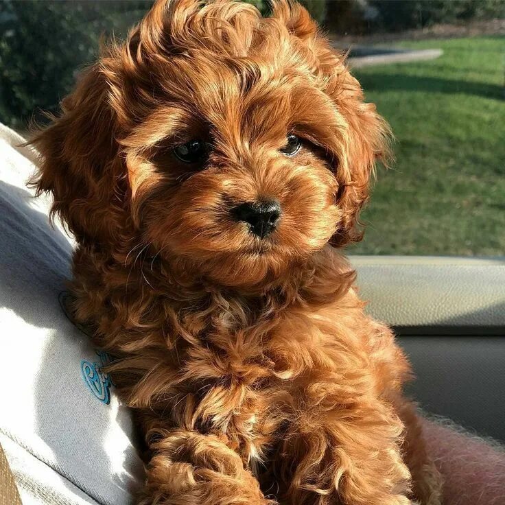 Порода собак кавапу фото Discover the Adorable Cavapoo Puppies: Facts, Characteristics, and Videos