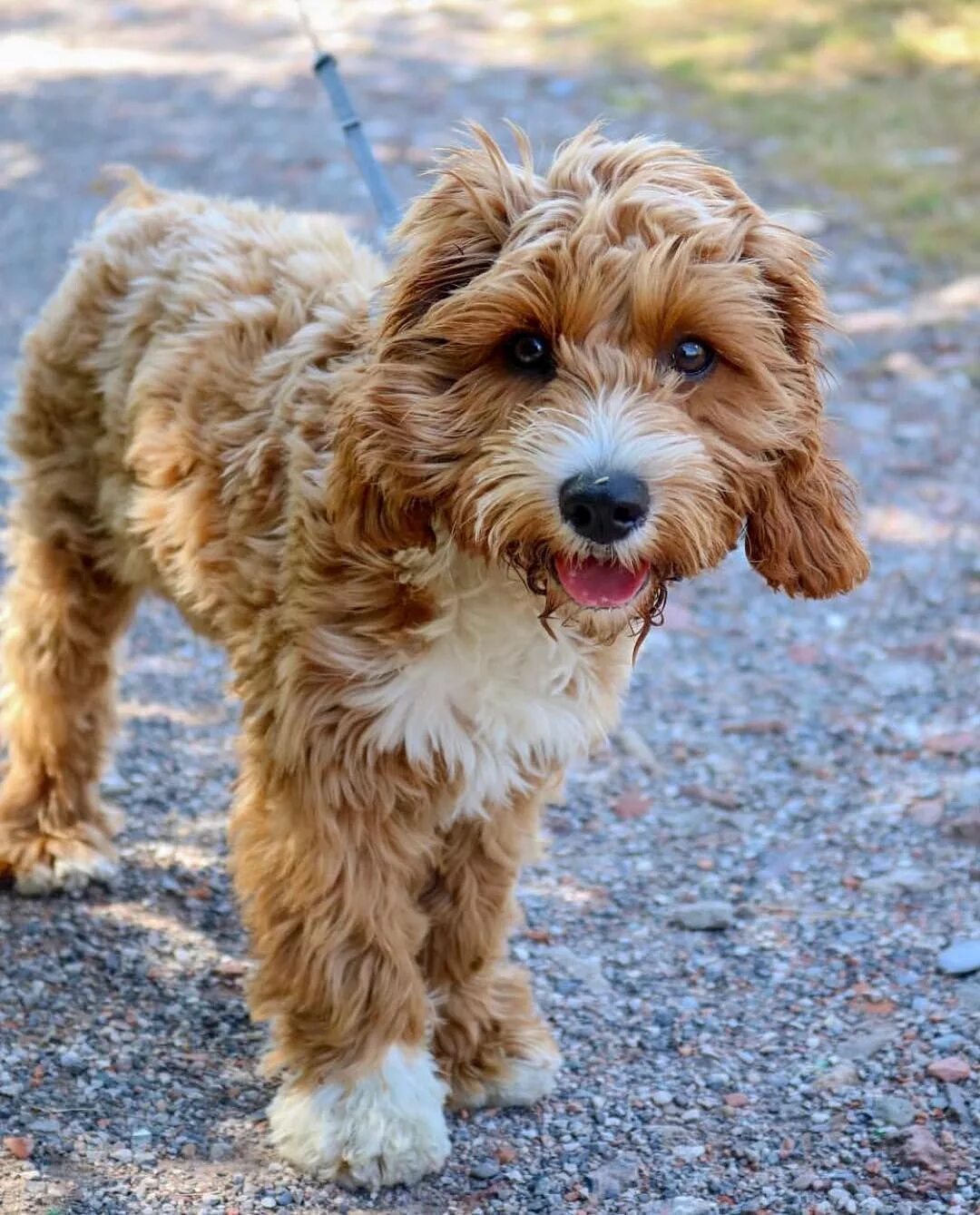 Порода собак кавапу фото Happy Cockapoo Scruffy dogs, Cockapoo, Puppy haircut