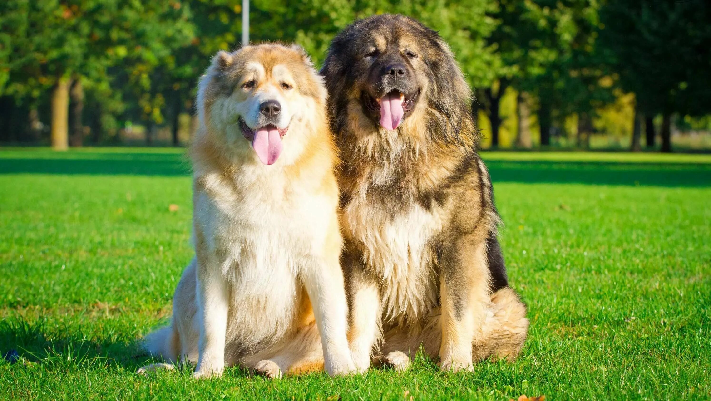 Порода собак кавказская овчарка фото How to choose and buy a Caucasian Shepherd dog on a bulletin board in Israel