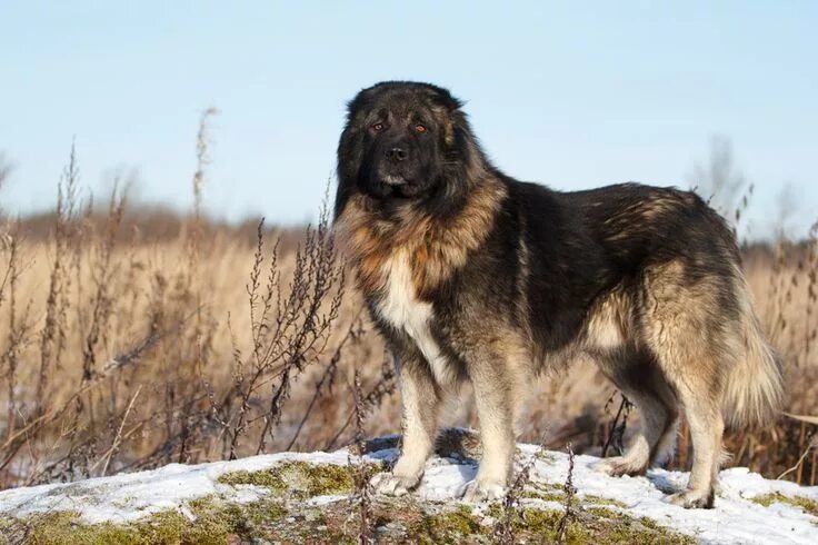 Порода собак кавказская овчарка фото Nika Petrova (DragoNika) Profile / 500px Caucasian shepherd dog, Guard dog breed