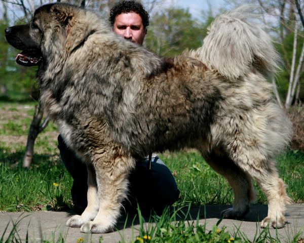 Caucasian Shepherd Dog Information & Dog Breed Facts Caucasian shepherd dog, Cau