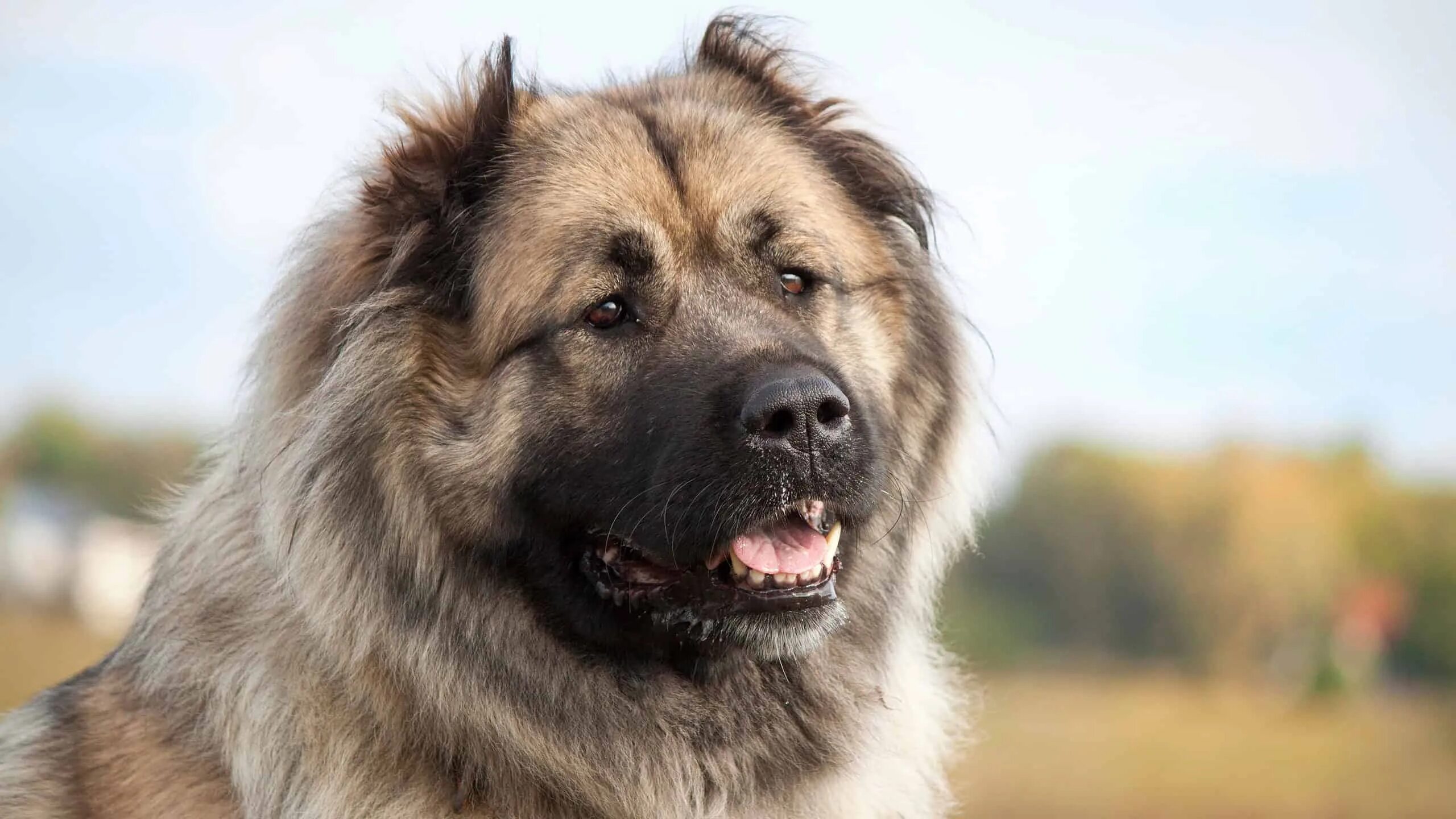 Порода собак кавказская овчарка фото Caucasian Shepherd - A-Z Animals