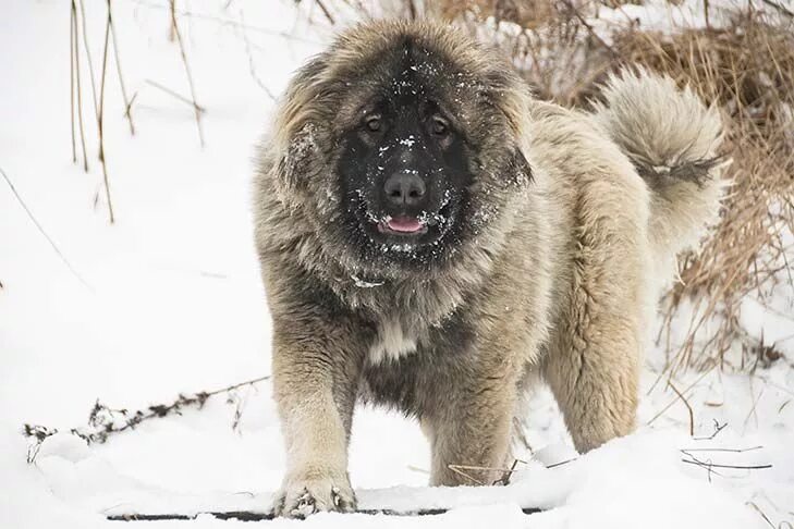 Порода собак кавказская овчарка фото Caucasian Shepherd Dog - Dog Breed Information Caucasian shepherd dog, Caucasian