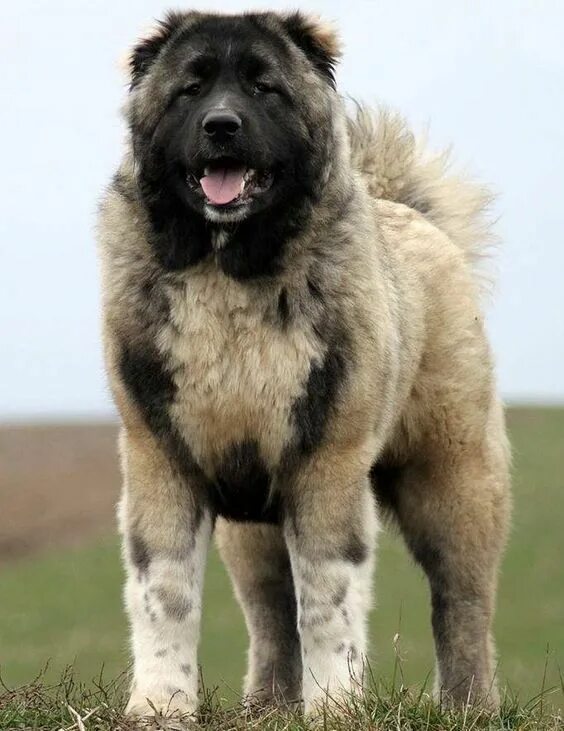 Порода собак кавказская овчарка фото 100+ Best Caucasian Shepherd Dog Names - The Paws Caucasian shepherd dog, Kangal