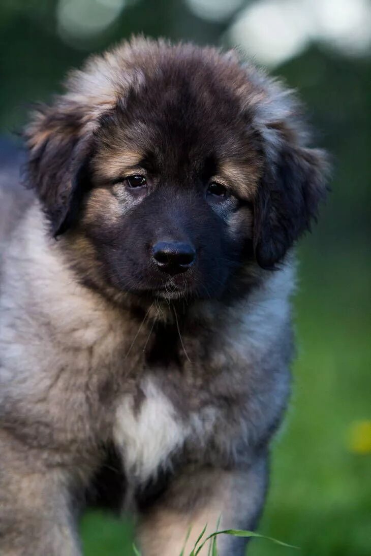 Порода собак кавказская овчарка фото Caucasian Ovcharka by EarudienUndomiel on DeviantArt Caucasian shepherd dog, Cau