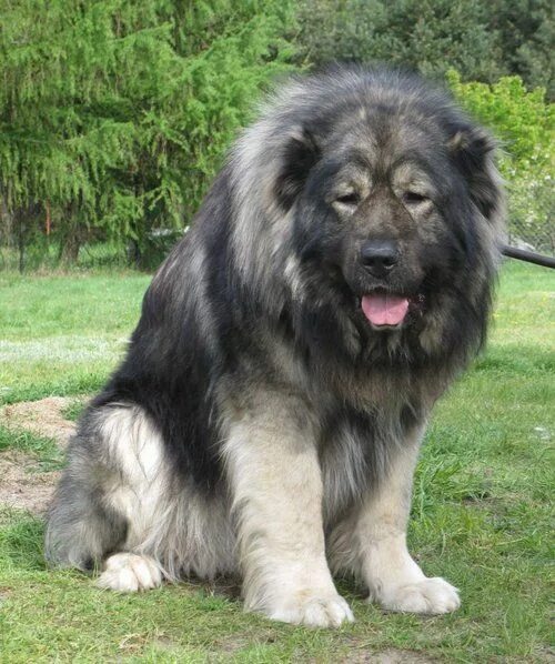 Порода собак кавказская овчарка фото Caucasian Mountain Shepherd Caucasian shepherd dog, Giant dogs, Huge dogs