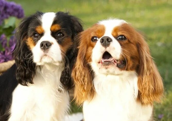 Порода собак кинг чарльз фото Breed Research King charles spaniel, Cavalier king charles, Friendly dog breeds