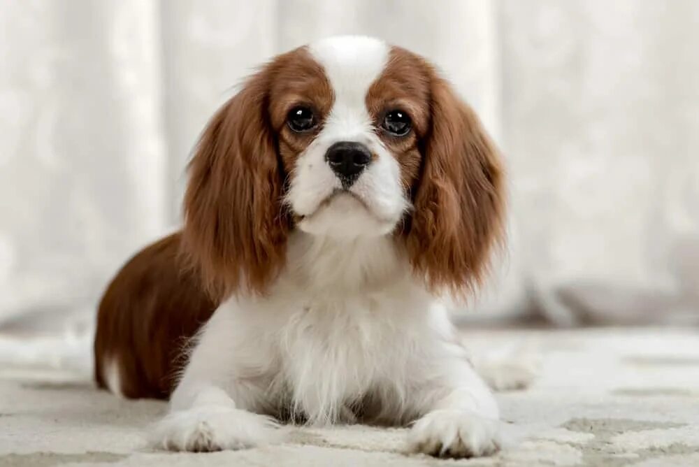 Порода собак кинг чарльз фото Cavalier King Charles Spaniel Price: How Much Does this Royal Dog Cost? - K9 Web