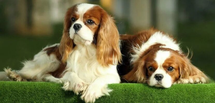 Порода собак кинг чарльз фото Breeds: the Cavalier King Charles Spaniel Dogs World