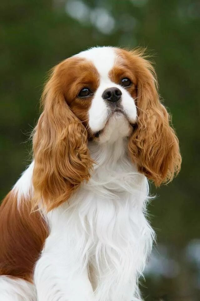 Порода собак кинг чарльз фото Pin on Doggo King charles dog, Cavalier king charles, Cavalier king charles dog