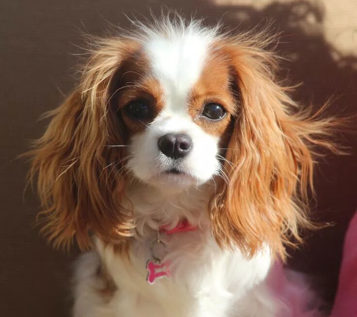 Порода собак кинг чарльз спаниель фото Bubbles - The Cavalier King Charles Spaniel King charles cavalier spaniel puppy,