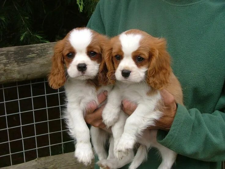 Порода собак кинг чарльз спаниель фото Buy/Sell King Charles spaniel Puppies - Adopt Puppy Online In India King charles