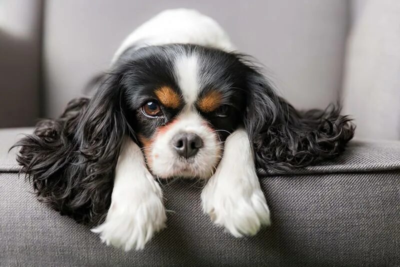 Download wallpaper puppies, trio, the cavalier king Charles Spaniel, section dog