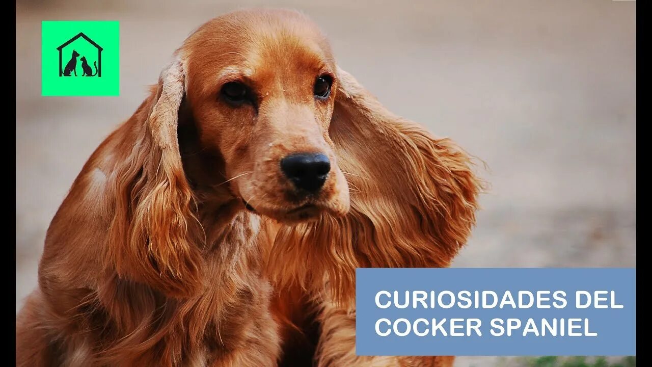 Порода собак кокер спаниель фото CURIOSIDADES DEL COCKER SPANIEL - YouTube