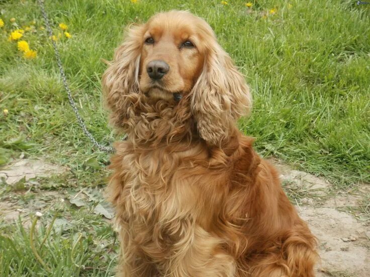 Порода собак кокер спаниель фото cocker spaniel Clumber spaniel, Köpek, Köpek bakımı