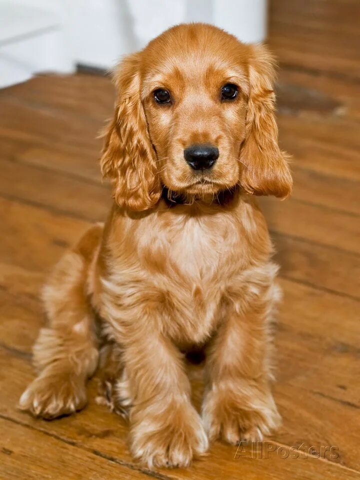 Порода собак кокер спаниель фото цена щенки Dog Breeds - Cocker Spaniel - Puppies - English Cocker Photographic Print at All