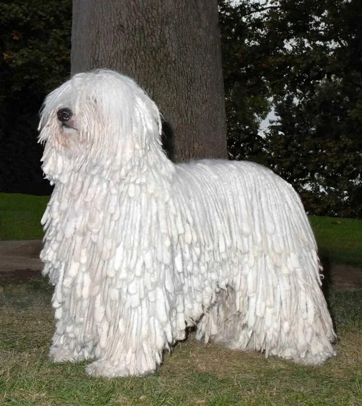 Порода собак командор фото Cute Komondor dog photo Komondor dog, Best guard dogs, Dog breed photos