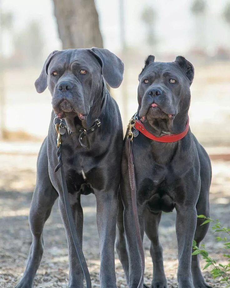 Порода собак кони фото From ' The Cane Corso Club of America ' Cane corso, Huge dogs, Cane corso mastif