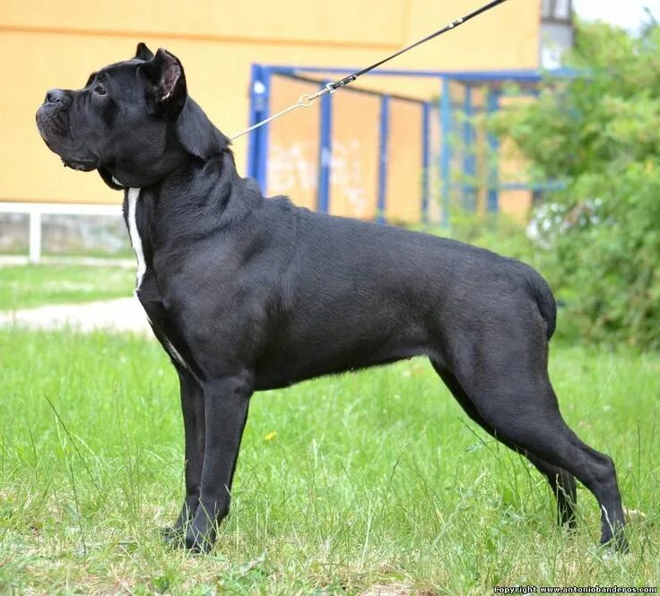 Порода собак кони фото Cane corso, Dogs, Animals