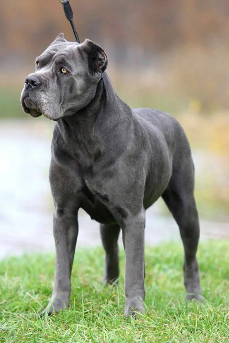 Порода собак кони фото grey cane corso Cane corso, Cani, Animali