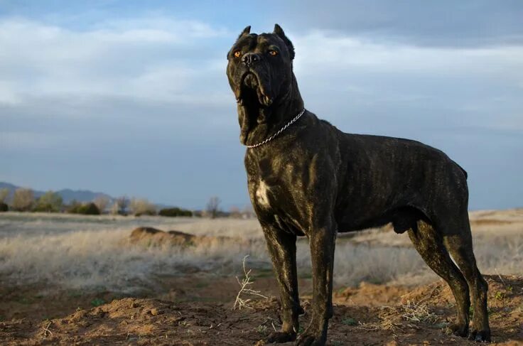 Порода собак кони фото Усатики Кане-корсо: описание породы собак с фото и видео Guard dog breeds, Cane 