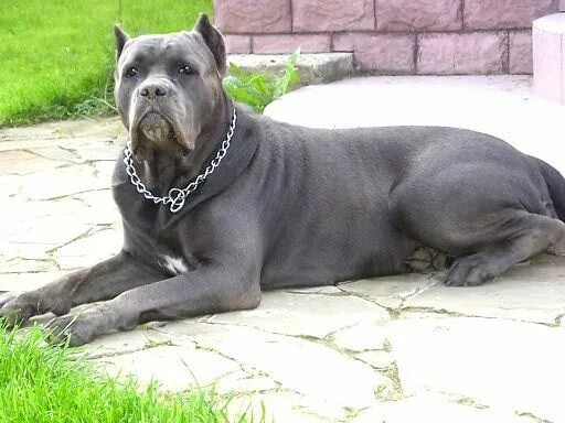 Порода собак кони фото #Cane #Corso Cane corso, Cani