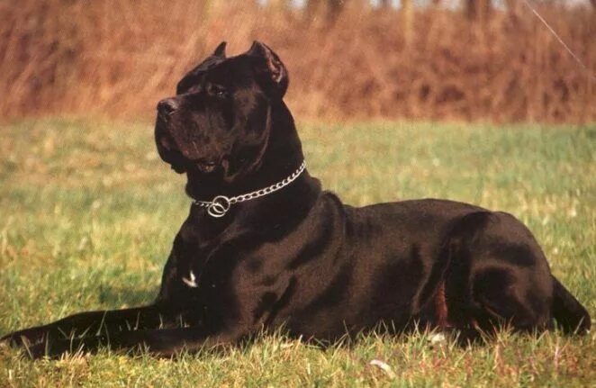 Порода собак кони корса фото 7 Interesting Facts About Cane Corso - Virily Cane corso dog, Cane corso, Corso 