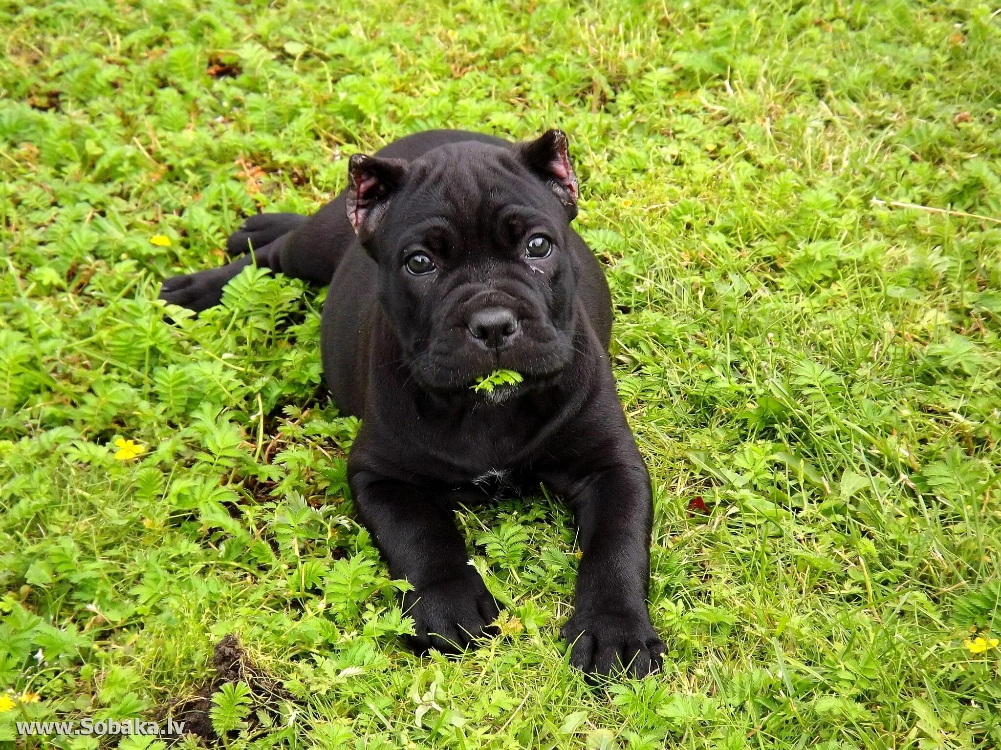 Порода собак кони корса фото Pin on х Cane Corso