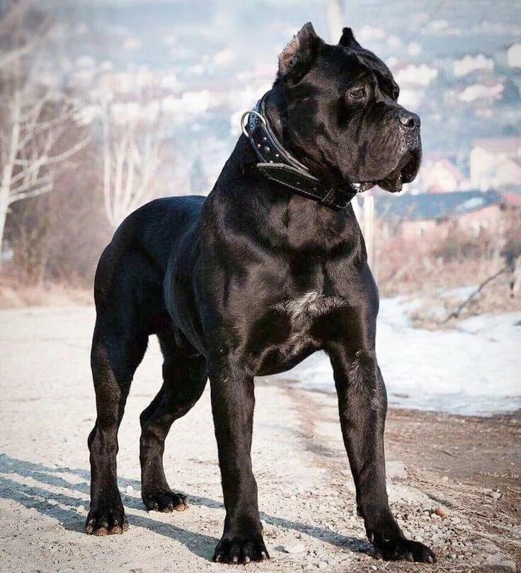 Порода собак кони корса фото цена Pin by Emily on Antonio T. Salvador (HB) Cane corso puppies, Corso dog, Cane cor