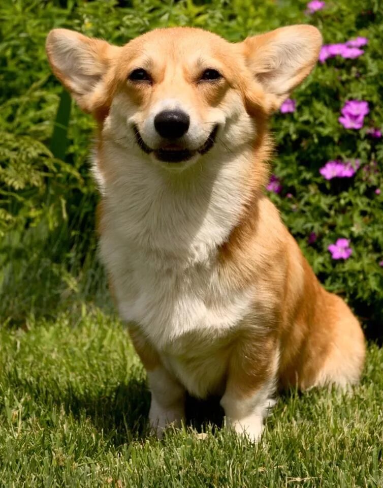 Порода собак корги фото и цена Corgi smile! Happy animals, Corgi, Animal pictures