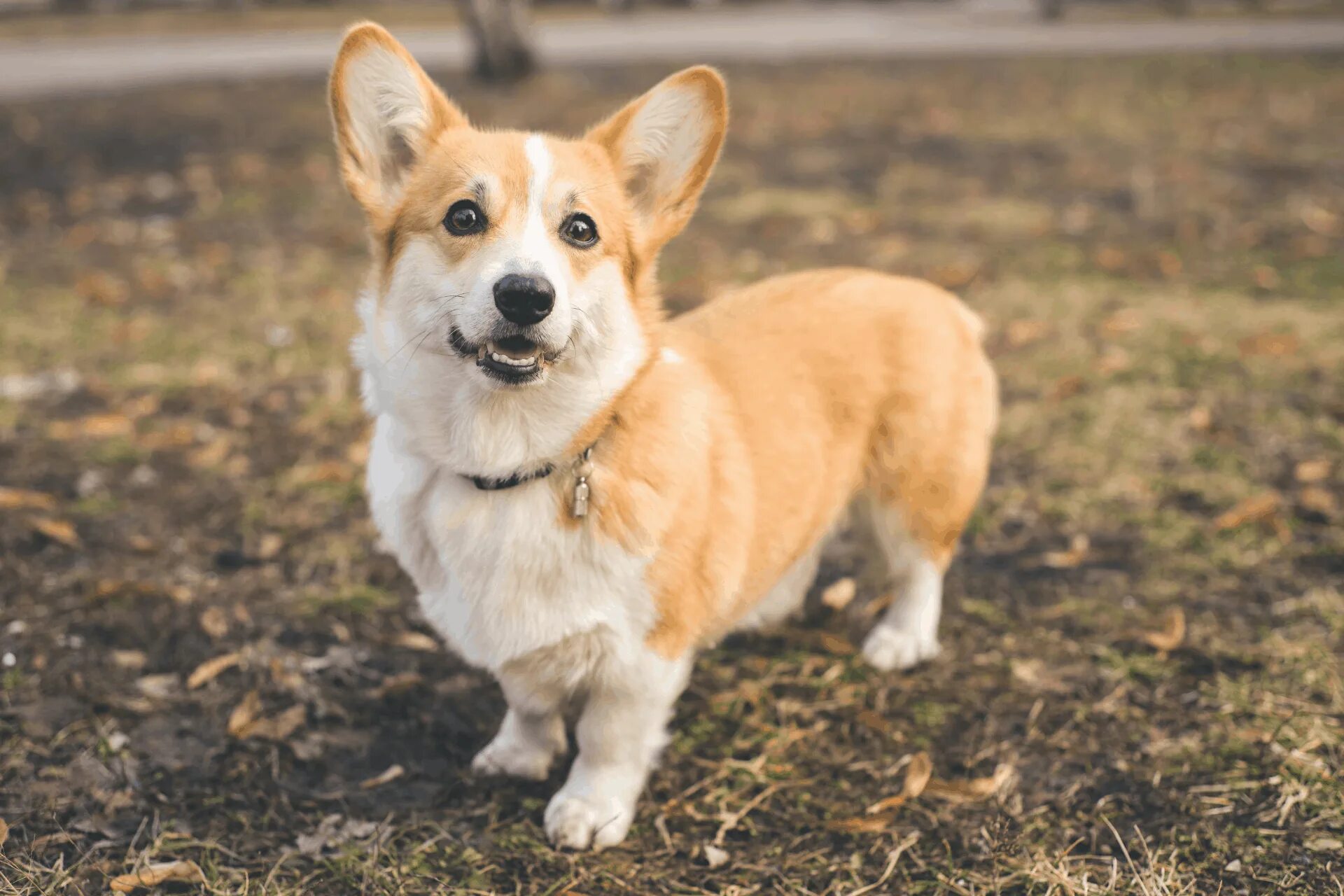 Порода собак корги фото и цена Corgi in Singapore: How to Care for Them + Prices