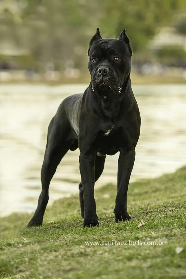 Порода собак корса фото Cane Corso Italiano Italian Mastiff Protective dog breeds, Dog breeds, Cane cors