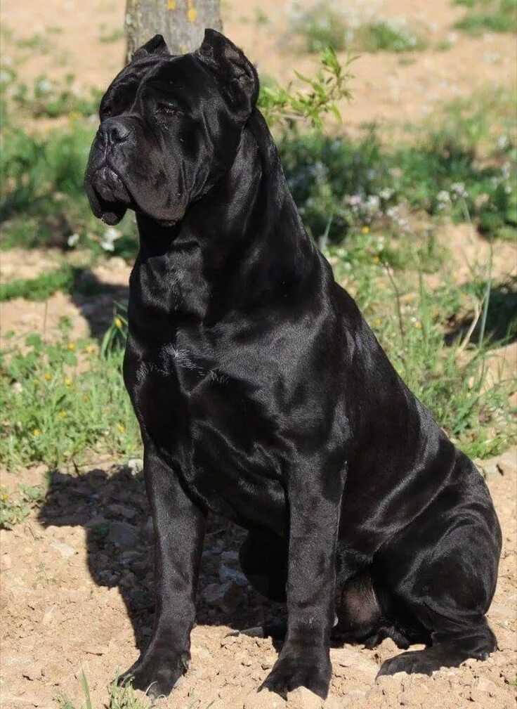 Порода собак корса фото цена Cane Corso dog