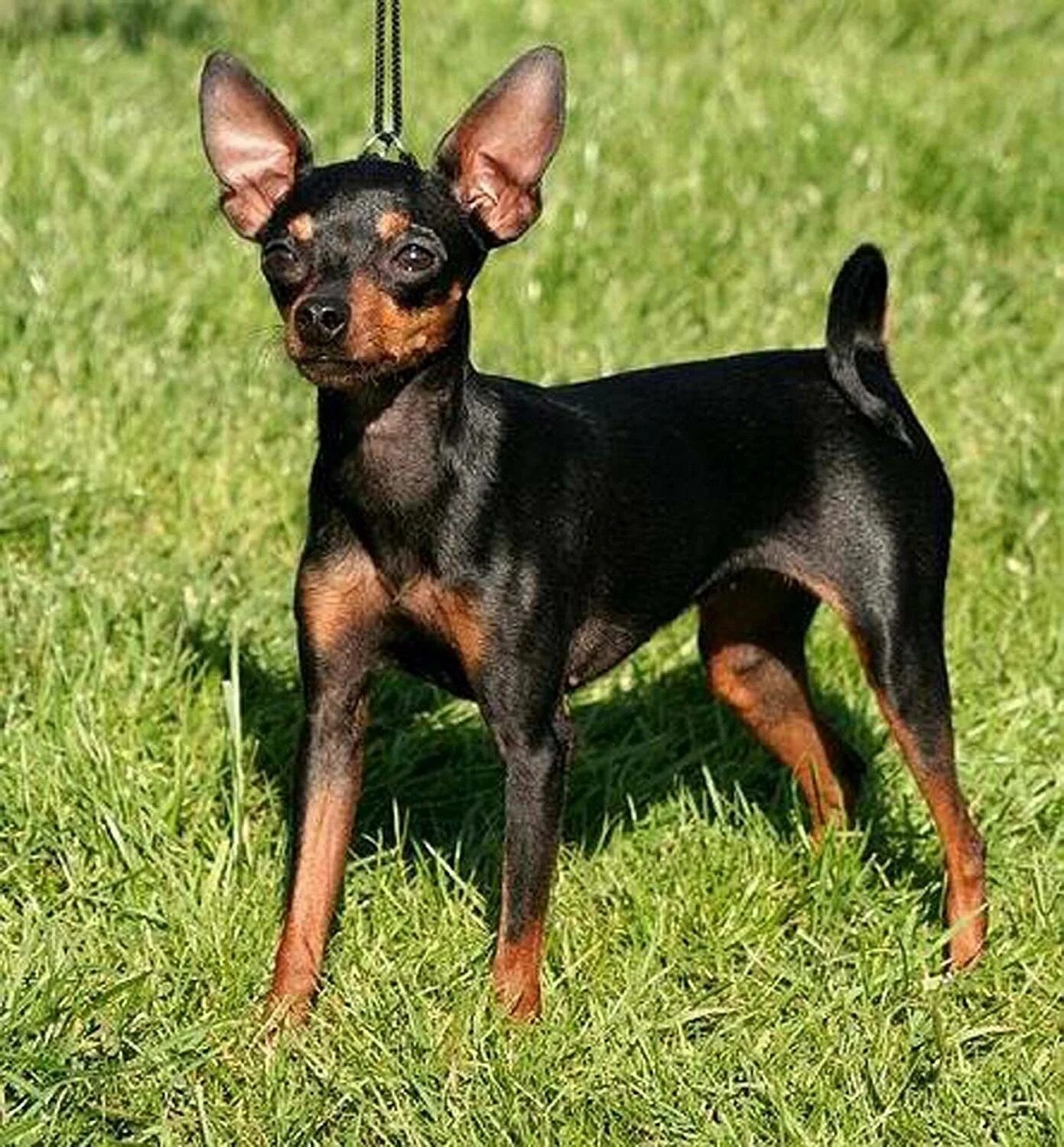 Порода собак крысарик фото Dean and Tyler Wire Basket Muzzle, Size No. 1 - Miniature Pinscher 753182919874 