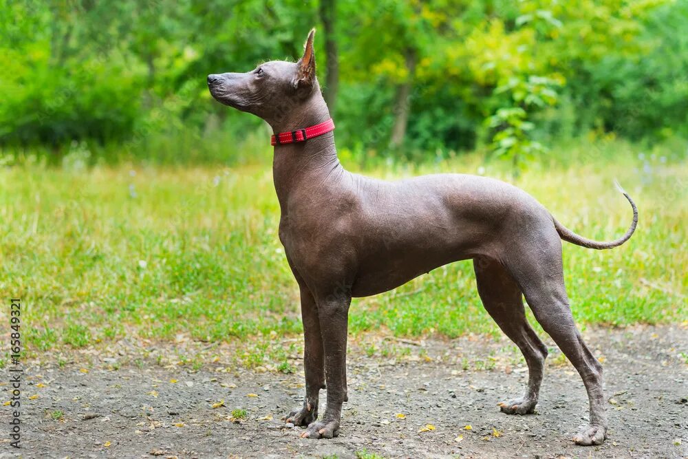 Порода собак ксолоитцкуинтли фото Close up portrait One Mexican hairless dog (xoloitzcuintle, Xolo) in full growth