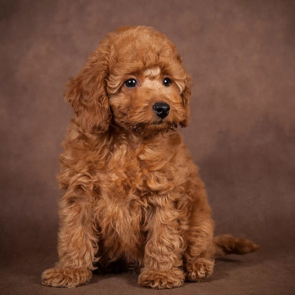 Порода собак кудрявая коричневая маленькая фото Oliver (Оливер) - Maltipoo Moscow